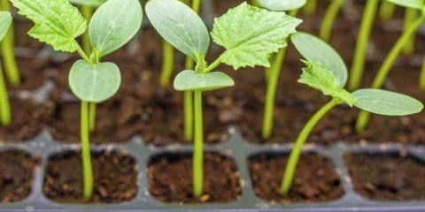 Šta učiniti ako se sadnice krastavca ispruže